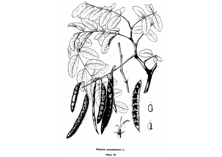 查爾斯·斯普拉格·薩金特的美國東部常見樹木插圖（二）