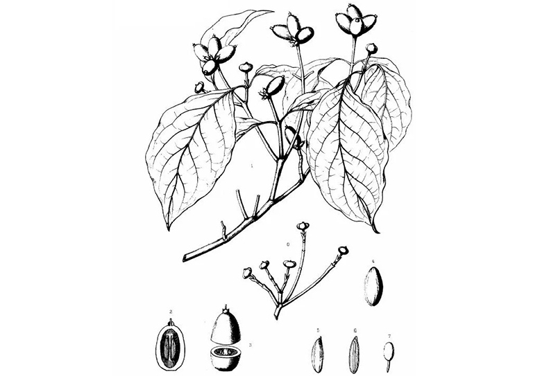 查爾斯·斯普拉格·薩金特的美國東部常見樹木插圖（三）