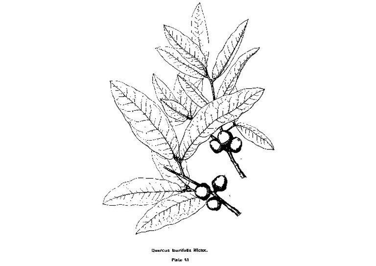 查爾斯·斯普拉格·薩金特的美國東部常見樹木插圖（四）