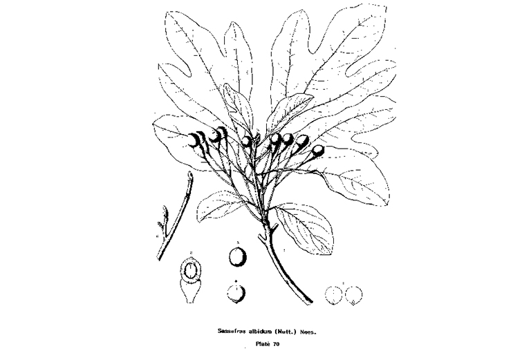 查爾斯·斯普拉格·薩金特的美國東部常見樹木插圖（六）