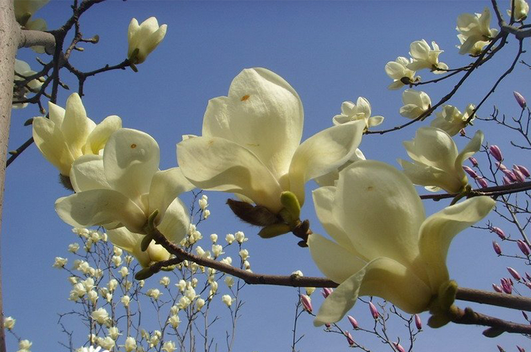 Saucer Magnolia日本木蘭花樹的特征-北京圣園工程