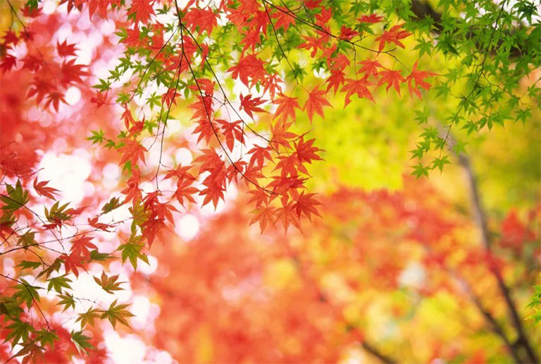 為什么我的紅色日本楓樹發(fā)芽綠色樹枝-楓樹嫁接