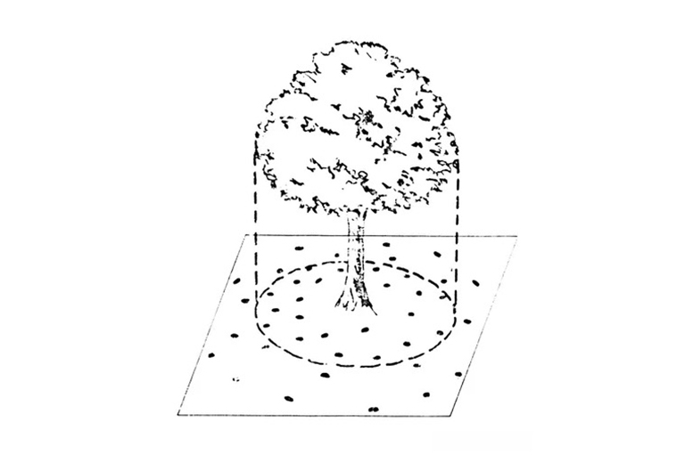 樹(shù)木施肥基礎(chǔ)-如何何時(shí)以及為什么給樹(shù)施肥