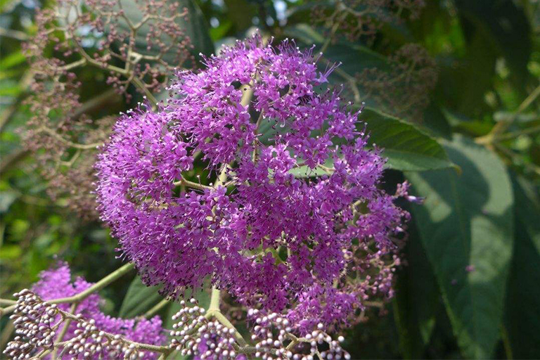 如何管理和識(shí)別美國Beautyberry-裸花紫珠