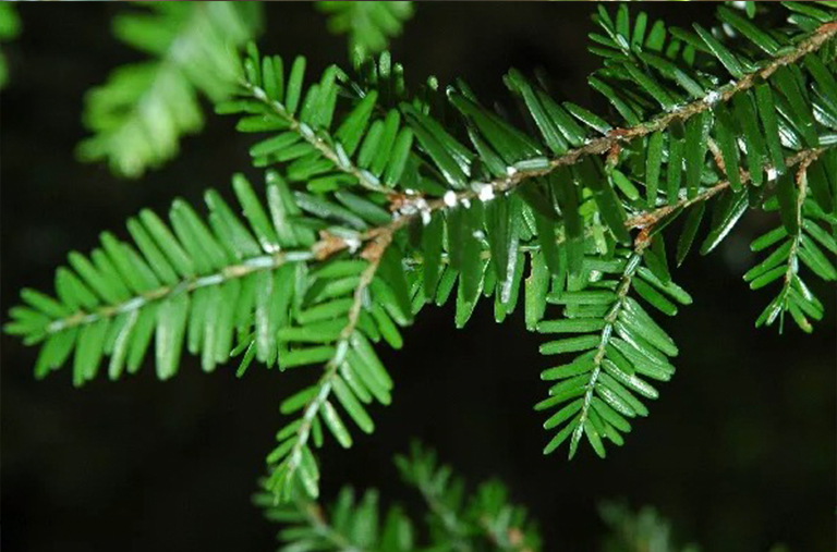 Hemlock Wooly Adelgid-識(shí)別和控制