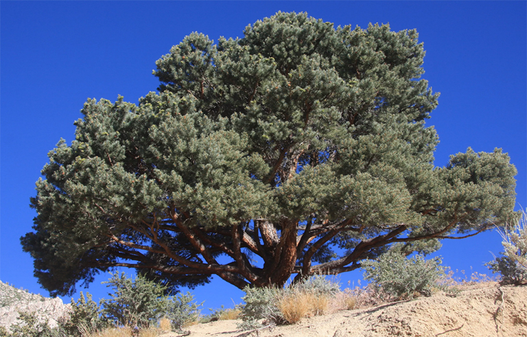 Pinyon Pine-北美排名前100的普通樹(shù)