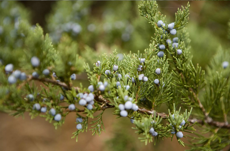 東部紅杉北美杜松（Juniperus virginiana）-北美百大常見(jiàn)樹(shù)