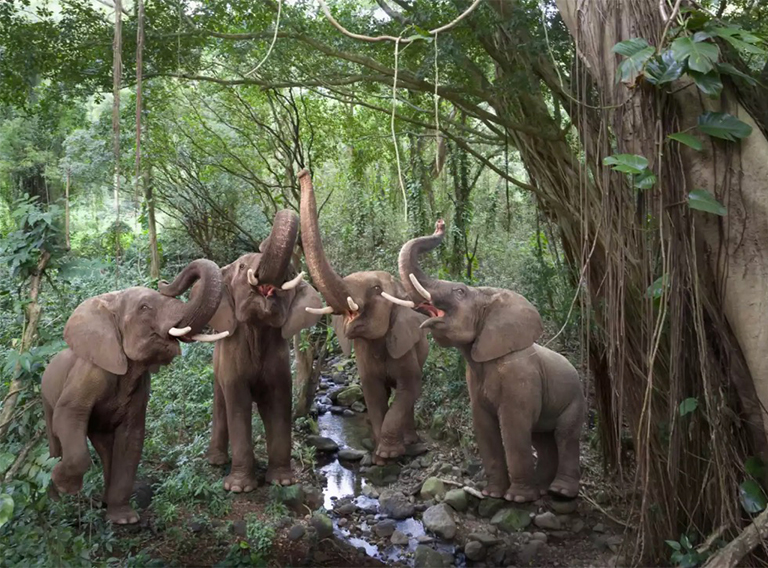 關(guān)于陸地生物群落的10個趣聞-世界主要陸地生境（一）