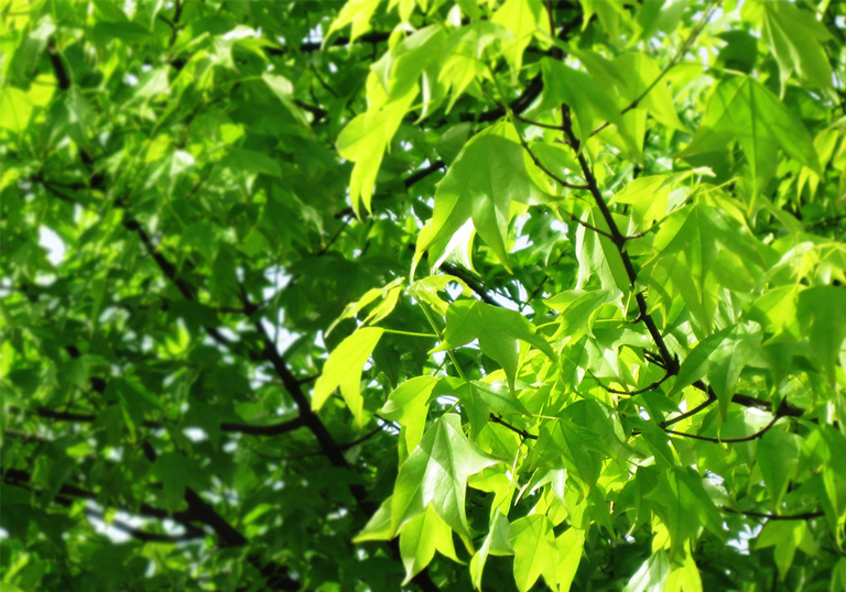 光合作用基礎(chǔ)學(xué)習(xí)指南-植物如何制作食物關(guān)鍵概念