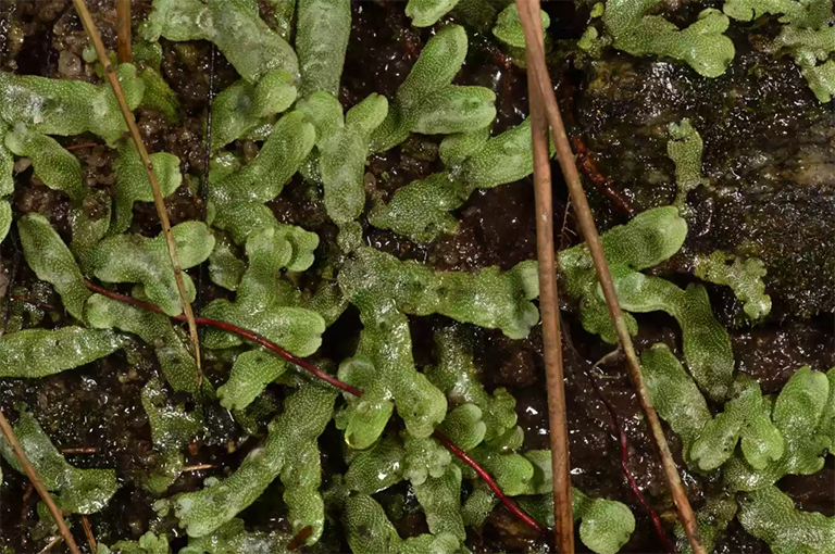 苔蘚和其他非血管植物的特征-下