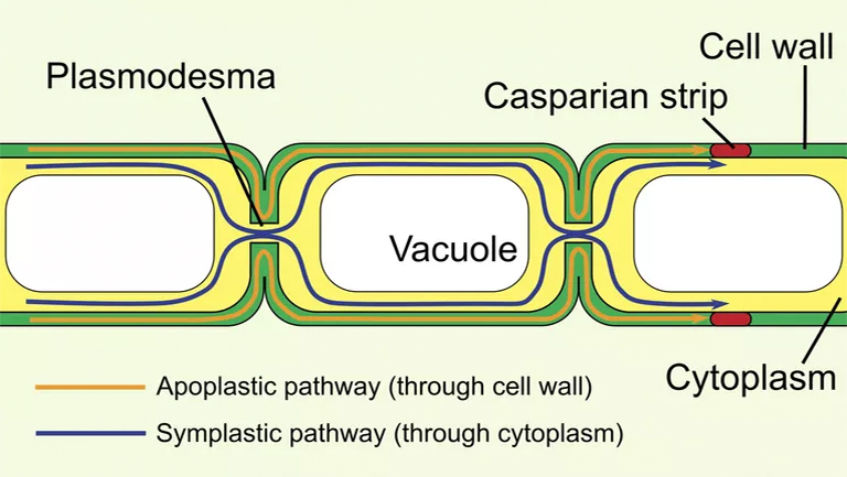 植物細(xì)胞之間的橋梁-Plasmodesmata