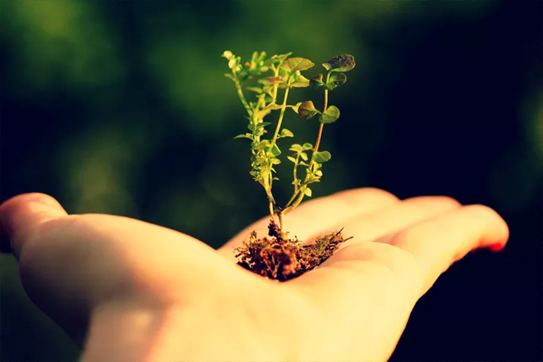 在北京圣園工程了解人類與植物關(guān)系的悠久歷史