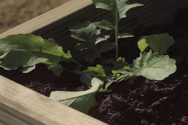 如何建造高架的植物花園床–DIY用木板和倒角板設(shè)置花壇（下）