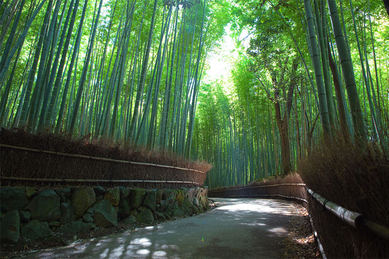 仿真樹(shù)廠家