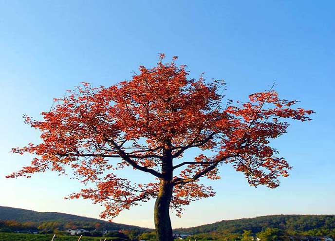 仿真桃花樹