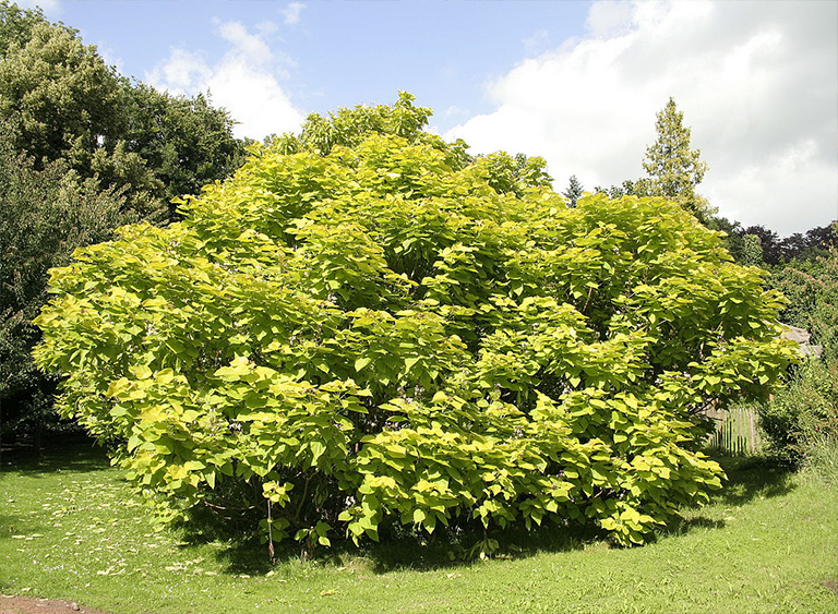 Catalpa