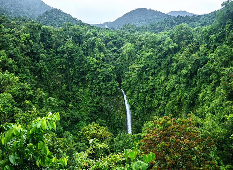 中美洲雨林