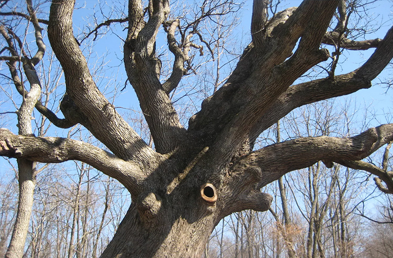 Bur Oak