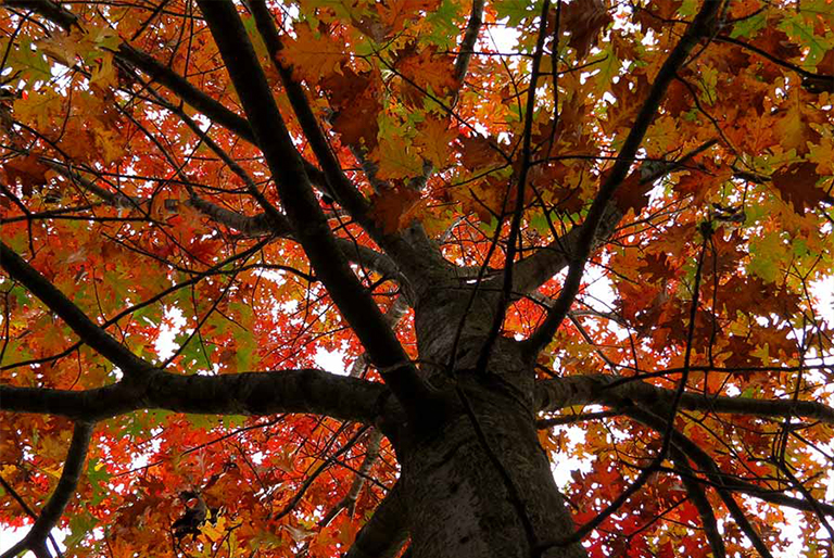 紅橡樹