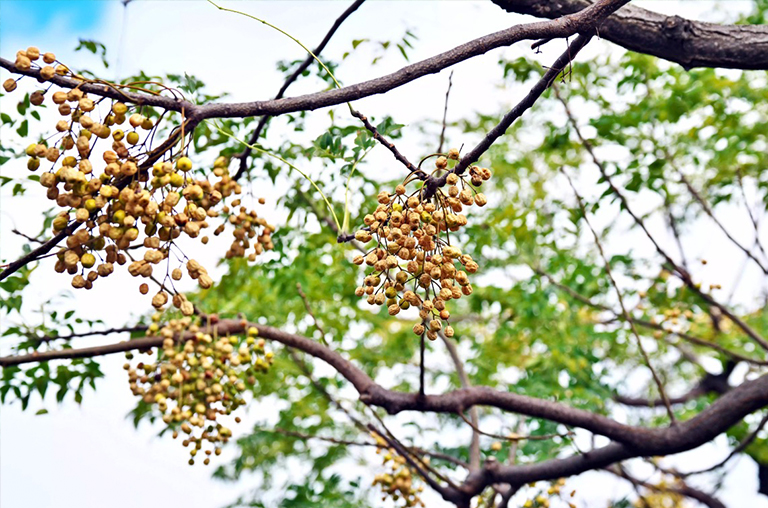 中國(guó)莓樹(shù)或傘形樹(shù)