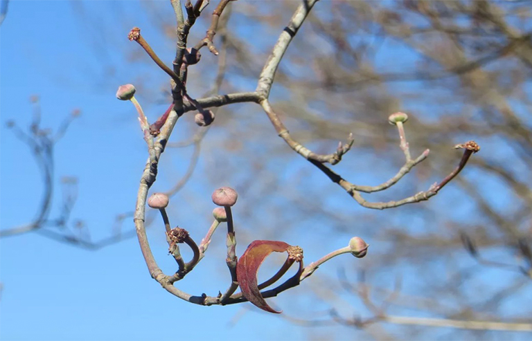 山茱wood冬芽