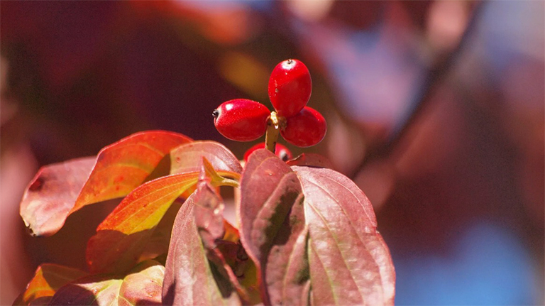 山茱花樹(shù)