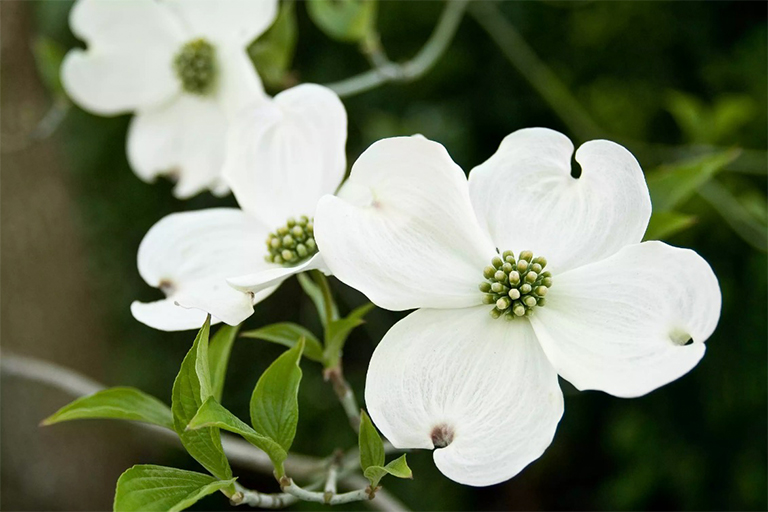 山茱花樹(shù)