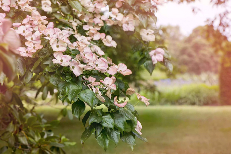 山茱花樹(shù)