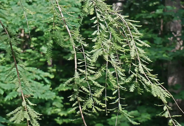 紅木生殖生物學(xué)