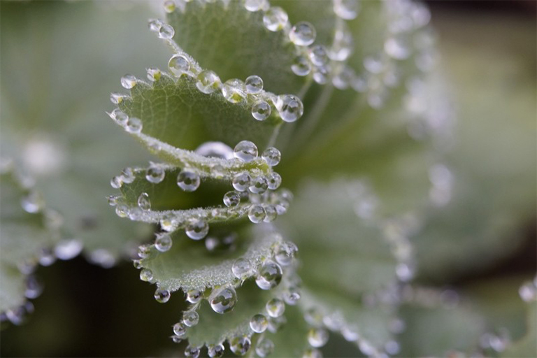 樹木通過根和葉吸收和蒸發(fā)水分的過程