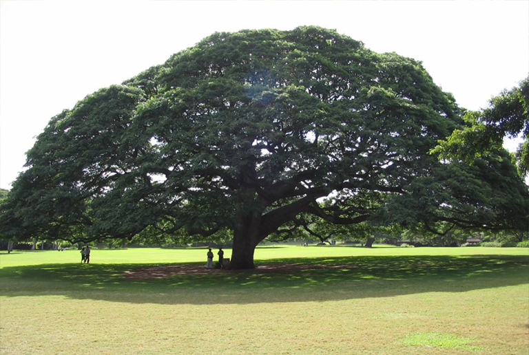 夏威夷檀香山Moanalua花園中的日立樹