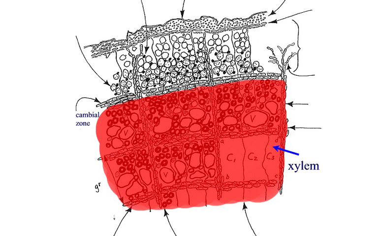 木質(zhì)部養(yǎng)分傳輸系統(tǒng)