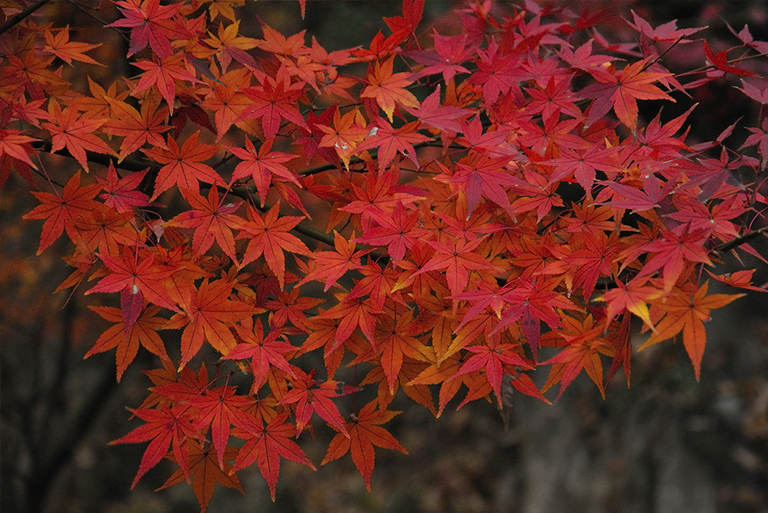 紅楓