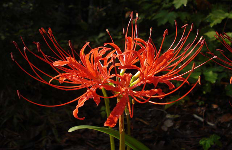 Lycoris radiata