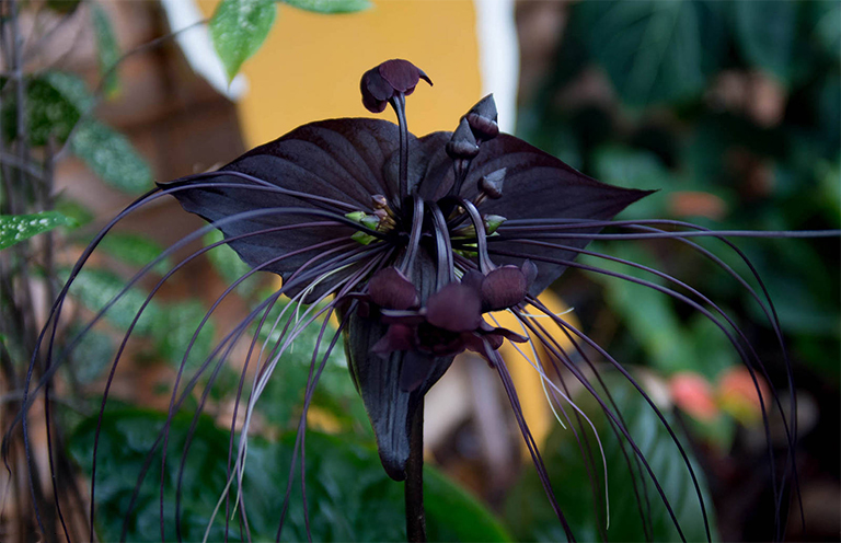 Tacca chantrieri