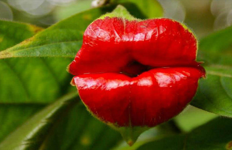 Psychotria elata