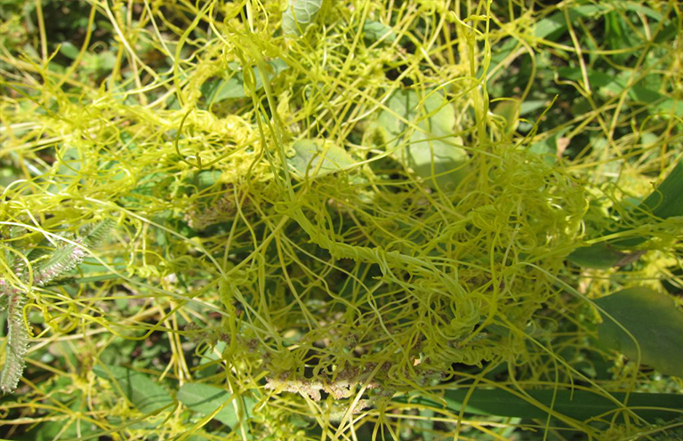 荊棘草Cuscuta