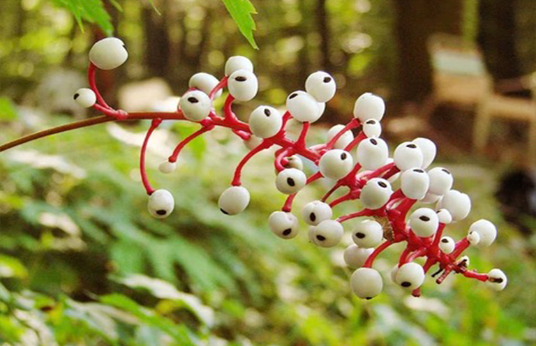 Actaea pachypoda