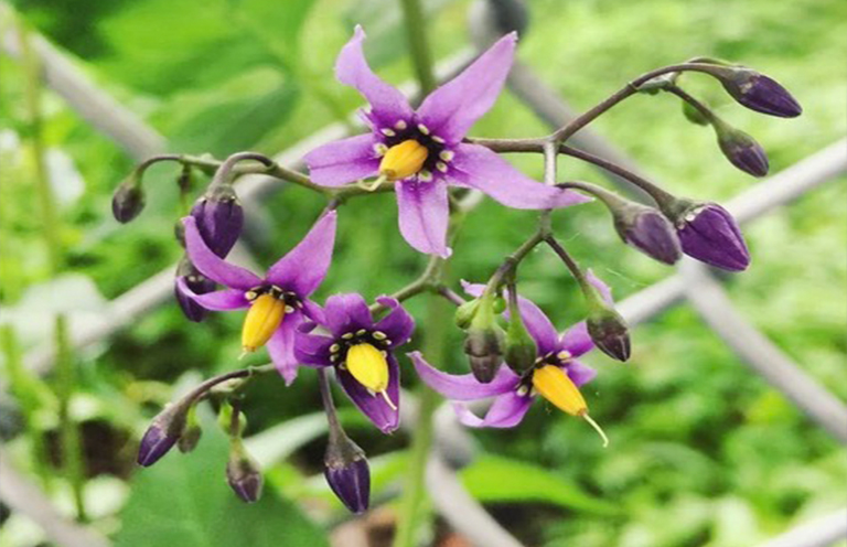 Atora belladonna