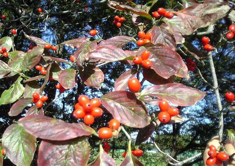 山茱wood開花的葉子和果實(shí)