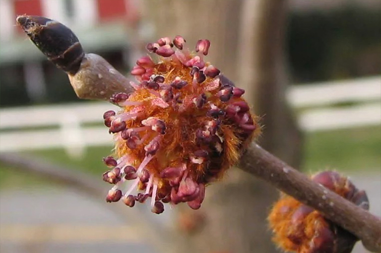 滑榆樹樹枝和鮮花