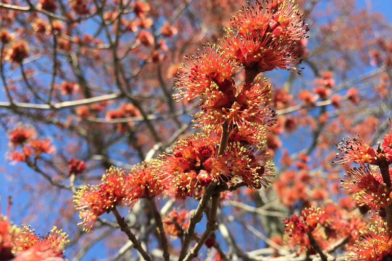 紅槭樹的雄花