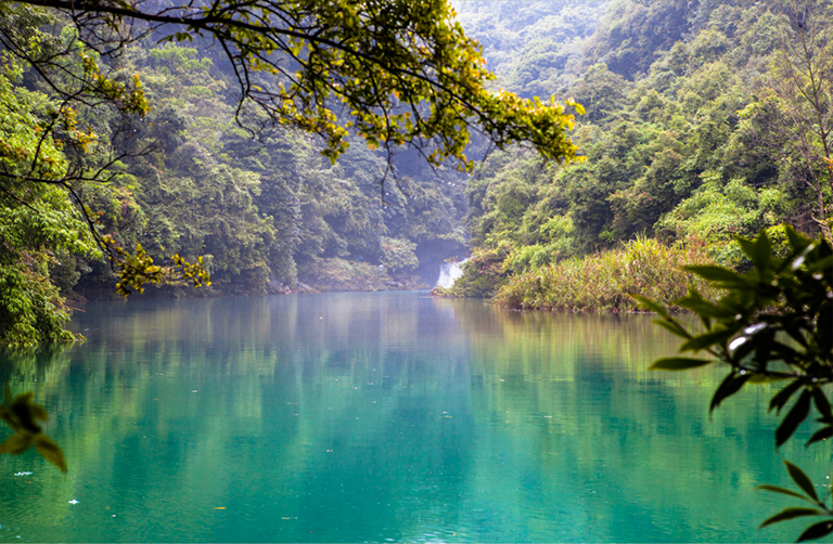 森林生物群落