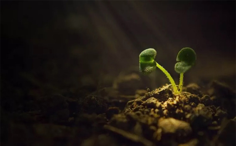 植物逆境