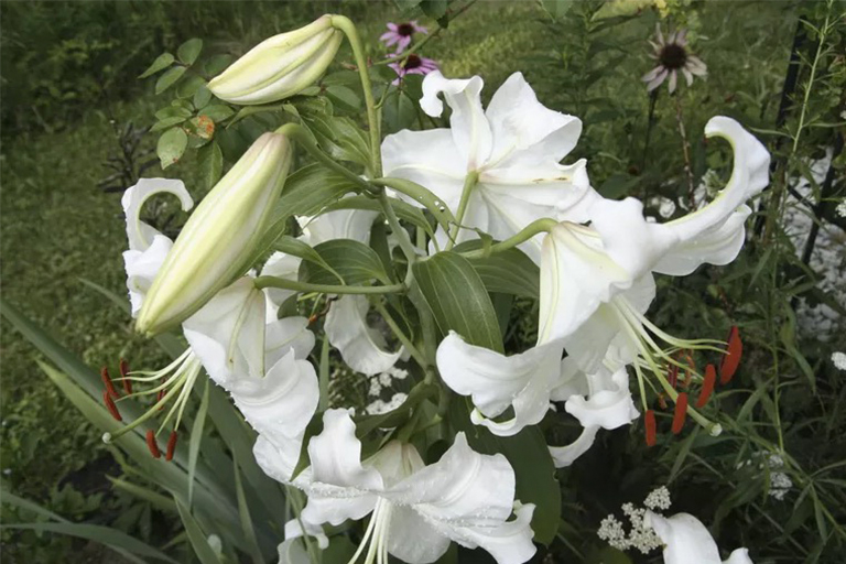 植物開(kāi)花