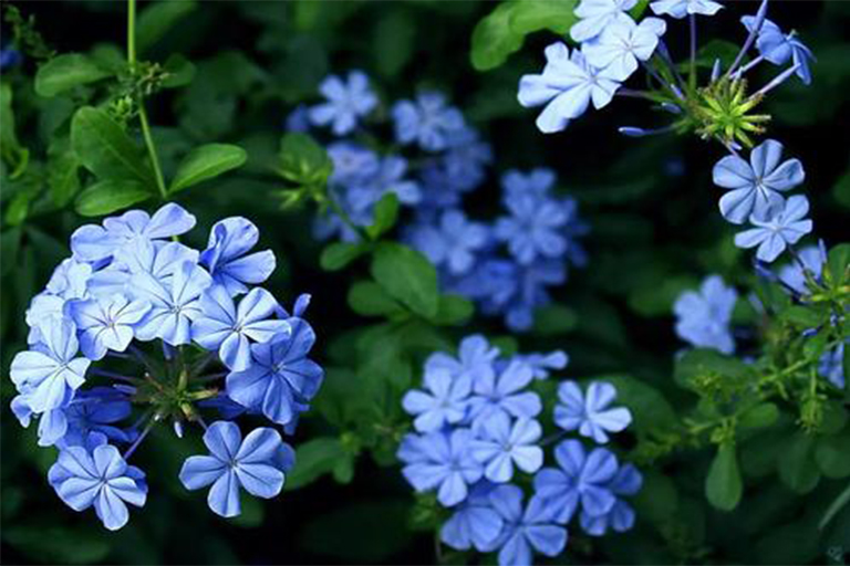 植物開(kāi)花