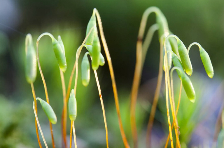 苔蘚孢子體