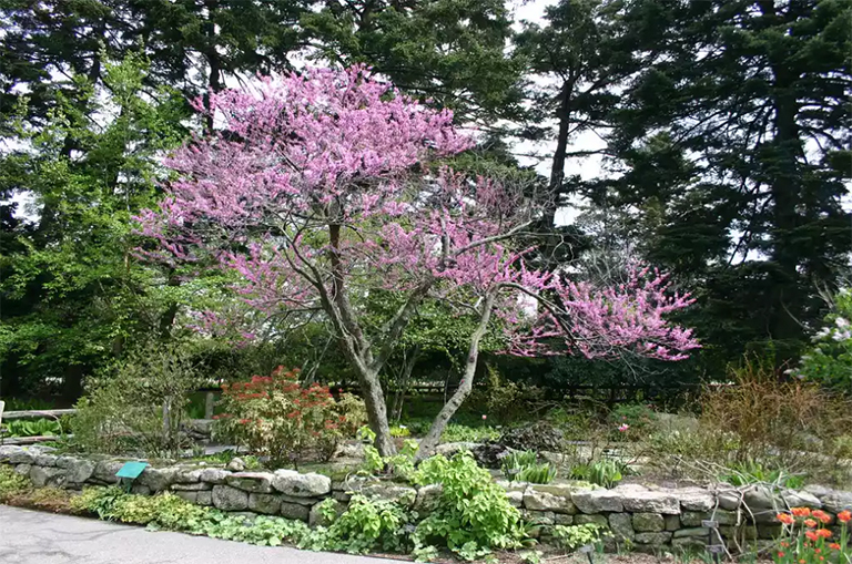 東部redbud在庭院里