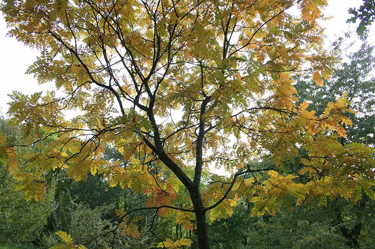 金雨樹（Koelreuteria paniculata）