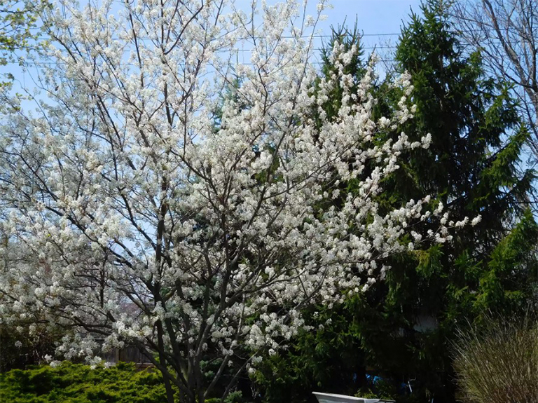 風(fēng)景優(yōu)美的環(huán)境中的Serviceberry